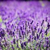 Lavanda, ēteriskā eļļa
