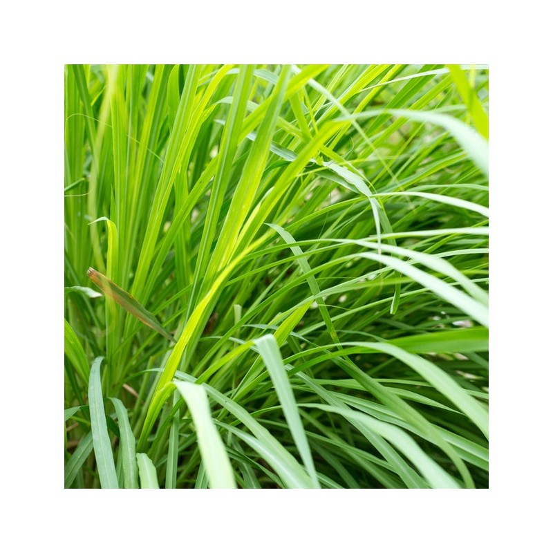 Лемонграсс, эфирное масло