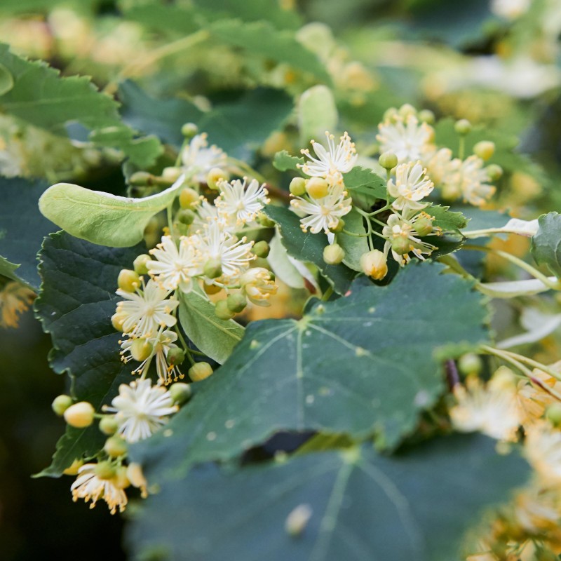 Liepziedi, aromātiskā eļļa