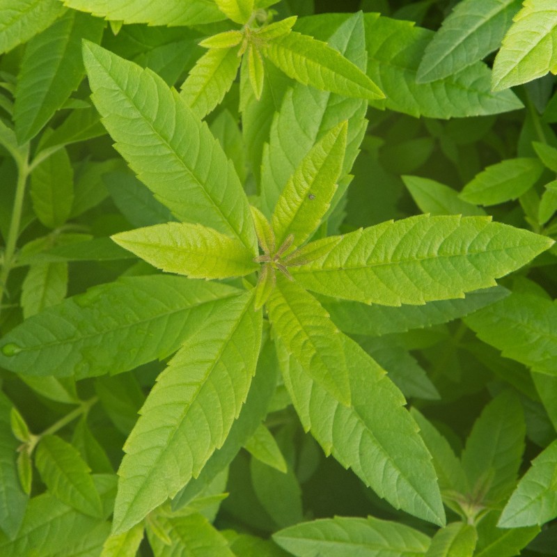 Citronverbēna, aromātiskā eļļa
