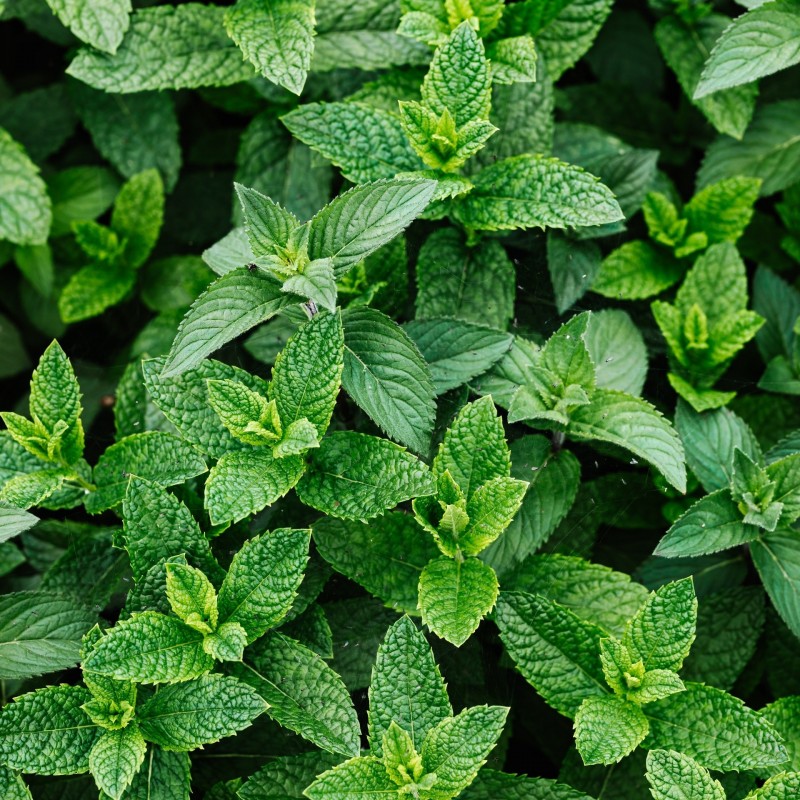 Piparmētra, aromātiskā eļļa