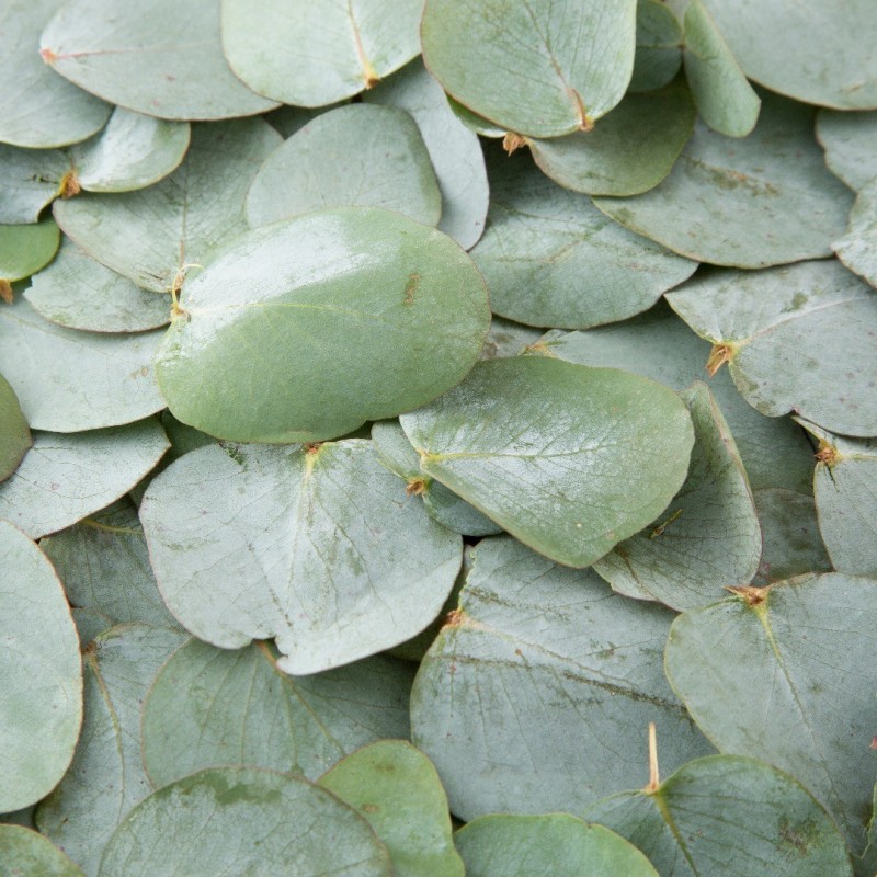 Eikalipts, aromātiskā eļļa