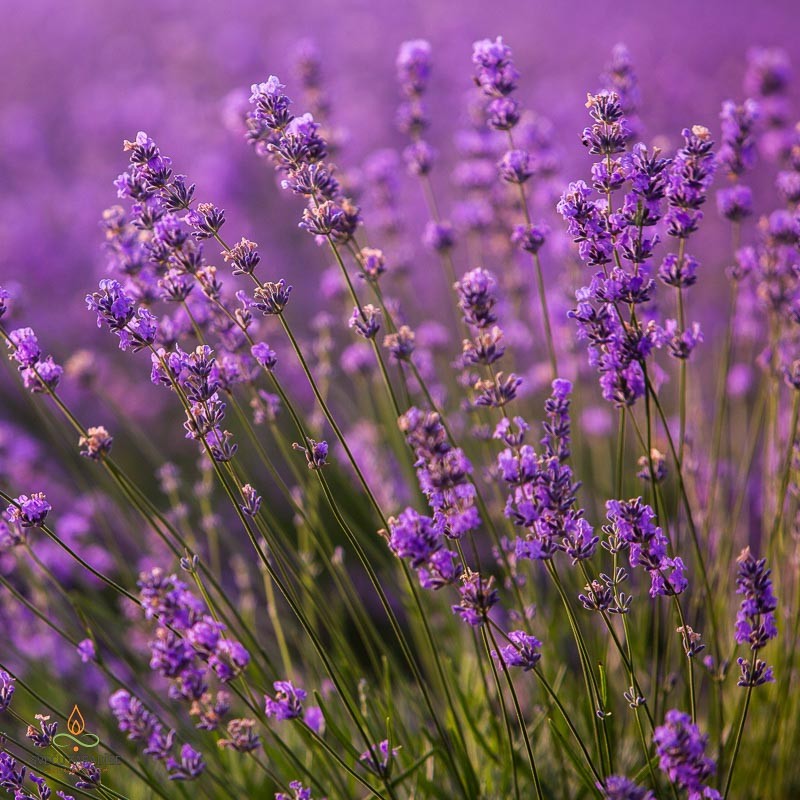 Lavanda, Francija, aromātiskā eļļa