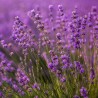 Lavanda, Francija, aromātiskā eļļa