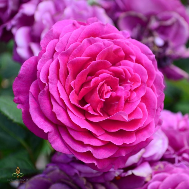 Bulgārijas roze, aromātiskā eļļa