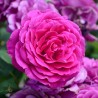 Aromātiskā eļļa, Bulgārijas roze