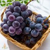 Vīnogas Izabella, aromātiskā eļļa