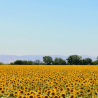 Подсолнечный воск для контейнерных свечей, Keragreen Sunflower Container